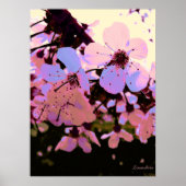 Roze Cherry Blossom Poster (Voorkant)