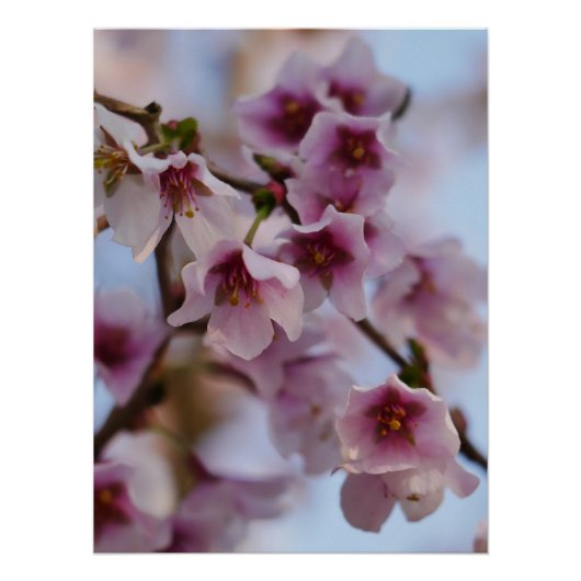 Roze Cherry Blossom Poster (Voorkant)