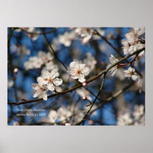 Roze Cherry Blossom Poster