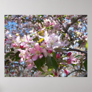 Roze Cherry Blossom Poster