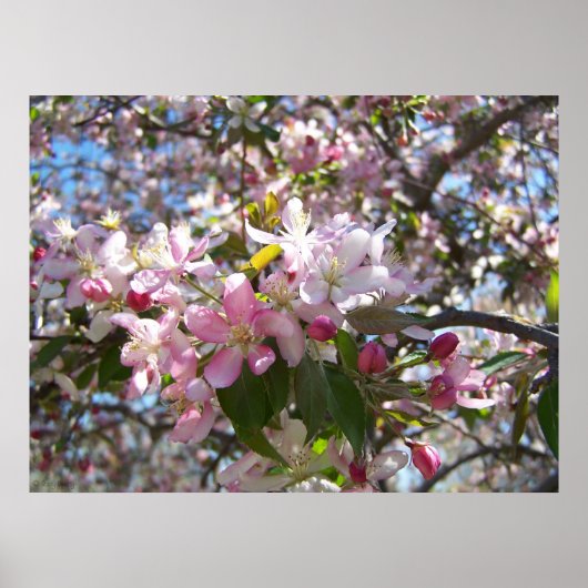 Roze Cherry Blossom Poster (Voorkant)