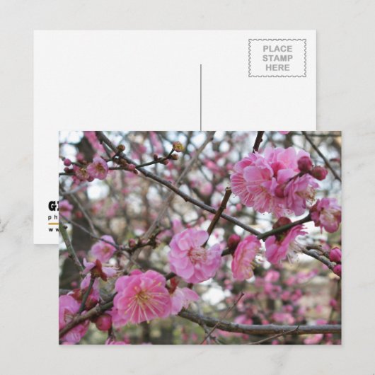 Roze Cherry Blossom / Sakura / サ ク ラ(桜) Briefkaart (Voorkant / Achterkant)