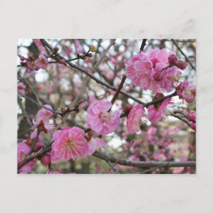 Roze Cherry Blossom / Sakura / サ ク ラ(桜) Briefkaart
