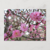 Roze Cherry Blossom / Sakura / サ ク ラ(桜) Briefkaart (Voorkant)