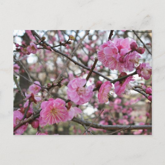 Roze Cherry Blossom / Sakura / サ ク ラ(桜) Briefkaart (Voorkant)