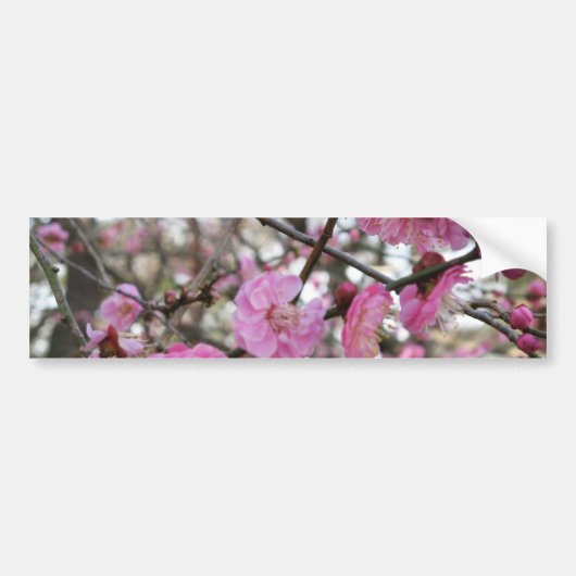Roze Cherry Blossom / Sakura / サ ク ラ(桜) Bumpersticker (Voorkant)
