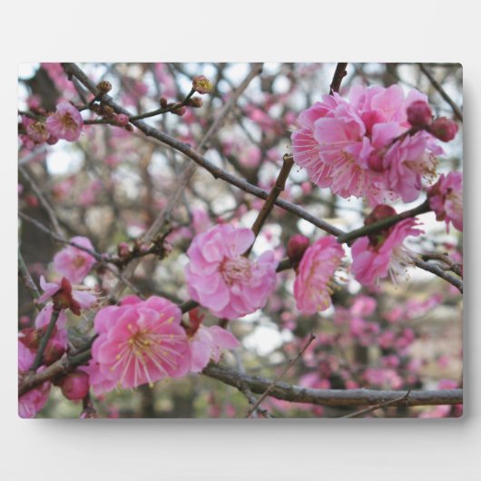 Roze Cherry Blossom / Sakura / サ ク ラ(桜) Fotoplaat (Voorkant)