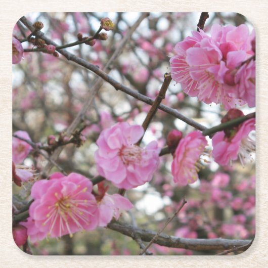 Roze Cherry Blossom / Sakura / サ ク ラ(桜) Kartonnen Onderzetters (Voorkant)