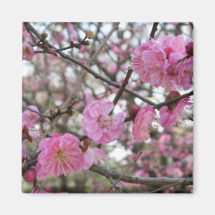Roze Cherry Blossom / Sakura / サ ク ラ(桜) Magneet