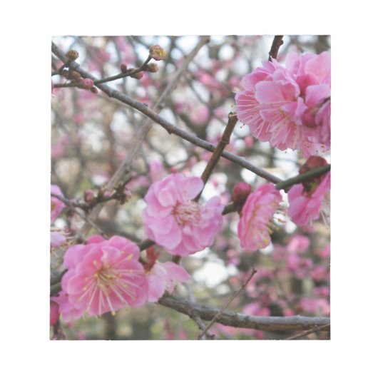 Roze Cherry Blossom / Sakura / サ ク ラ(桜) Notitieblok (Voorkant)