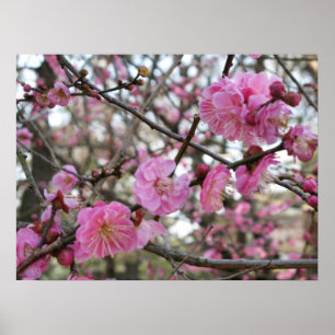 Roze Cherry Blossom / Sakura / サ ク ラ(桜) Poster
