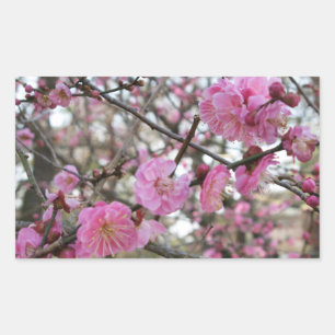 Roze Cherry Blossom / Sakura / サ ク ラ(桜) Rechthoekige Sticker