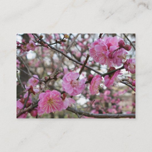 Roze Cherry Blossom / Sakura / サ ク ラ(桜) Visitekaartje (Achterkant)