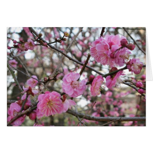 Roze Cherry Blossom / Sakura / サ ラ(桜) Kaart (Voorkant Horizontaal)