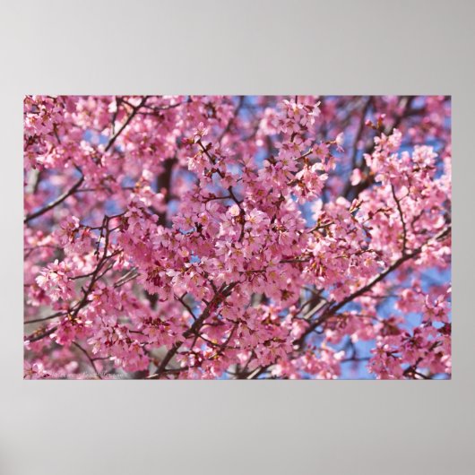 Roze Cherry Blossom Sky Poster (Voorkant)