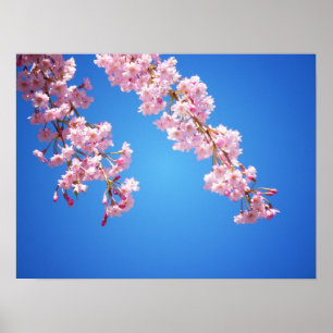 Roze Cherry Blossom tegen een blauwe hemel, medium Poster