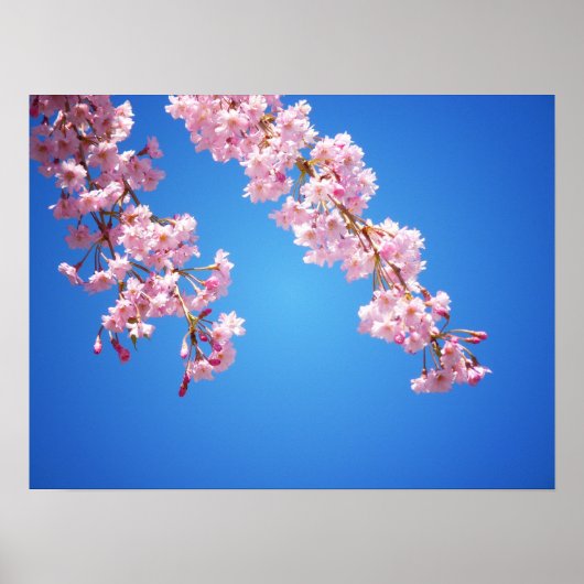 Roze Cherry Blossom tegen een blauwe hemel, medium Poster (Voorkant)