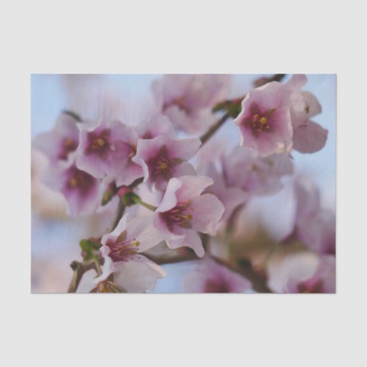 Roze Cherry Blossom Tissue Paper Tissuepapier (Voorkant)