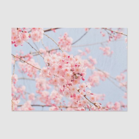 Roze Cherry Blossom Tissuepapier (Voorkant)