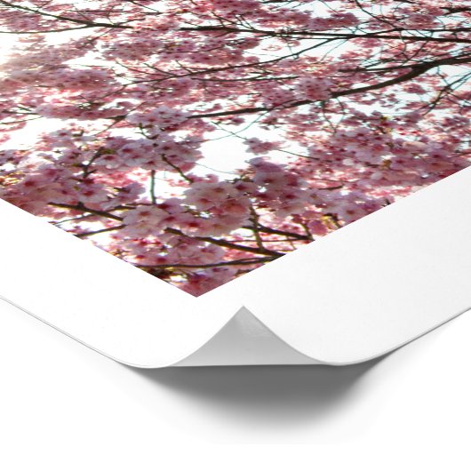 Roze Cherry Blossom: Tokyo, Japan Poster (Hoek)