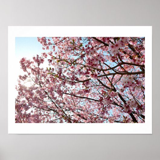 Roze Cherry Blossom: Tokyo, Japan Poster (Voorkant)