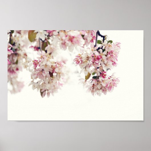 Roze Cherry Blossom Tree Flower Photo Poster (Voorkant)