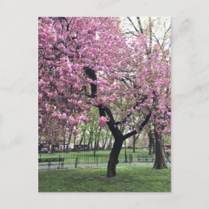  roze Cherry Blossom Tree NYC New York City Briefkaart