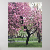 roze Cherry Blossom Tree NYC New York City