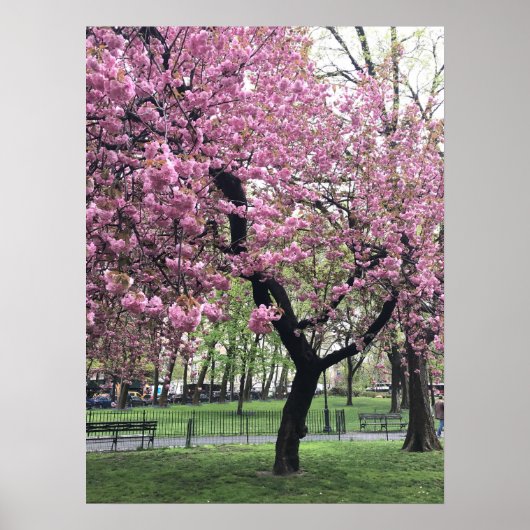 roze Cherry Blossom Tree NYC New York City Poster (Voorkant)