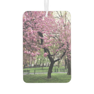 Roze Cherry Tree Blossom Springtime New York City Luchtverfrisser