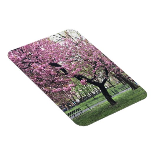 Roze Cherry Tree Blossom Springtime New York City Magneet (Rechterzijde)