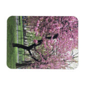 Roze Cherry Tree Blossom Springtime New York City Magneet (Horizontaal)