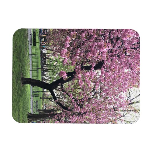 Roze Cherry Tree Blossom Springtime New York City Magneet (Horizontaal)