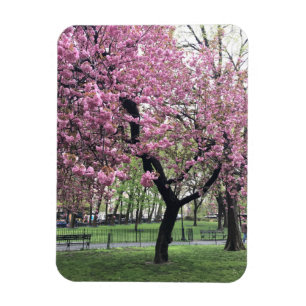 Roze Cherry Tree Blossom Springtime New York City Magneet