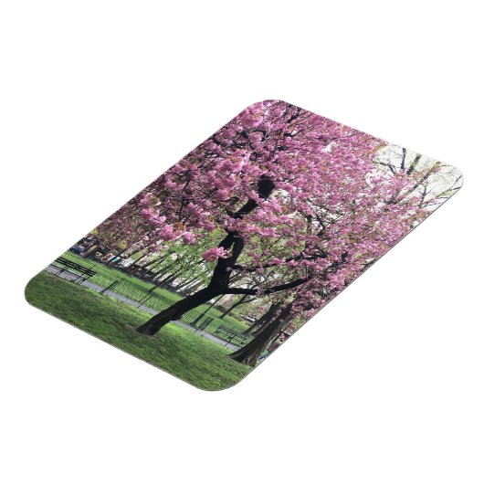 Roze Cherry Tree Blossom Springtime New York City Magneet (Linkerzijde)