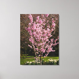 Roze Cherry Tree Canvas Afdrukken