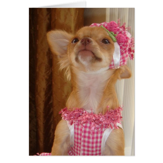 roze chihuahua (Voorkant)