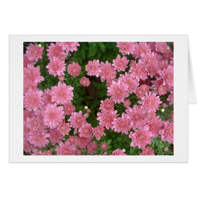 Roze Chrysanthema (Voorkant Horizontaal)