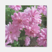 Roze Chrysanthema Magneet (Voorkant)