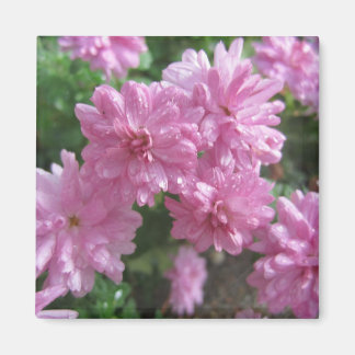 Roze Chrysanthema Magneet
