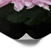 Roze Chrysanthemum Bloei Bloem Fotografisch Poster (Hoek)