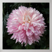 Roze Chrysanthemum Bloei Bloem Fotografisch Poster (Voorkant)