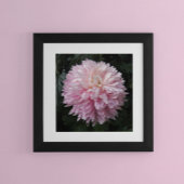 Roze Chrysanthemum Bloei Bloem Fotografisch Poster