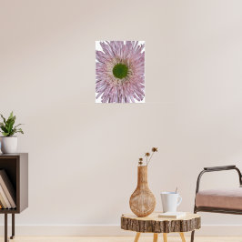 Roze Chrysanthemum Bloei Bloem Poster