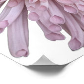 Roze Chrysanthemum Bloei Bloem Poster (Hoek)