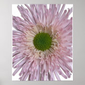 Roze Chrysanthemum Bloei Bloem Poster (Voorkant)