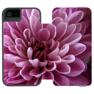 Roze Chrysanthemum Bloem Foto Design
