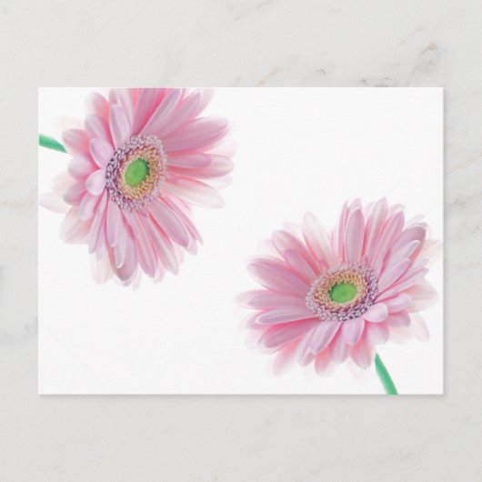 Roze CHRYSANTHEMUM Briefkaart (Voorkant)