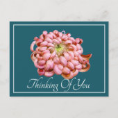 Roze chrysanthemum cyaan achtergrond denking van u briefkaart (Voorkant)