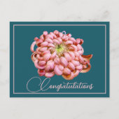 Roze Chrysanthemum Cyaan Achtergrond Felicitaties Briefkaart (Voorkant)